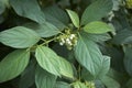 Cornus alba shrub close up Royalty Free Stock Photo