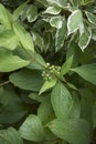Cornus alba shrub close up Royalty Free Stock Photo