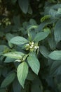 Cornus alba shrub close up Royalty Free Stock Photo