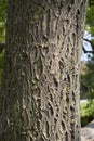 Cornus alternifolia trunk close up Royalty Free Stock Photo