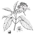 Cornus Baileyi vintage illustration