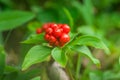 Ripe Bunchberry Cluster - Forest Floor Flora