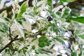 Cornus controversa tree, variegata. ornamental tree leaves close-up.