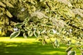 Cornus controversa variegata Royalty Free Stock Photo