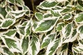 Cornus controversa variegata leaves details Royalty Free Stock Photo