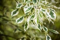 Cornus controversa variegata leaves details Royalty Free Stock Photo