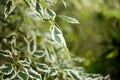 Cornus controversa variegata Royalty Free Stock Photo