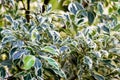 Cornus controversa variegata Tree. ornamental tree close up Royalty Free Stock Photo