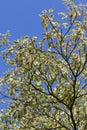 Cornus controversa `Variegata`, Wedding Cake tree