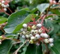 Cornus drummondii, roughleaf dogwood, is a small deciduous tree of Cornaceae Royalty Free Stock Photo