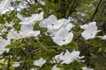 Close up group of white dogwood, Cornus `Eddie`s White Wonder`, flowers on thin leafy branches. Royalty Free Stock Photo