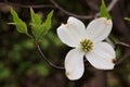 Cornus Florida