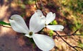 Flowering Dogwood/ Cornus Florida in blossom Royalty Free Stock Photo