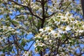 Cornus florida