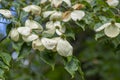 Cornus florida cornelian tree white faded flowering plant, dogwood spring ornamental shrub petal flowers in bloom Royalty Free Stock Photo