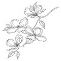 Vector branch of outline American dogwood or Cornus Florida flower and leaves in black isolated on white background.