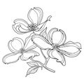 Vector twig of outline American dogwood or Cornus Florida with flowers and leaves in black isolated on white background.