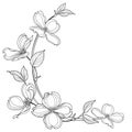 Vector corner bunch of outline American dogwood or Cornus Florida flowers and leaves in black isolated on white background.