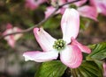 Cornus florida - Flowering dogwood, detailed natural scene Royalty Free Stock Photo