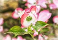 Cornus florida - Flowering dogwood, macro photo Royalty Free Stock Photo