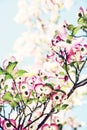 Cornus florida - Flowering dogwood, photo filter Royalty Free Stock Photo