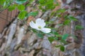 Dogwood Tree Flower Background. Royalty Free Stock Photo