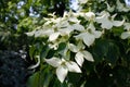 Cornus florida, the flowering dogwood, is a species of flowering plant in the family Cornaceae Royalty Free Stock Photo