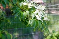 Cornus florida, the flowering dogwood, is a species of flowering plant in the family Cornaceae Royalty Free Stock Photo