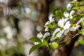 Cornus florida, the flowering dogwood Royalty Free Stock Photo
