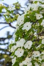 Cornus florida, the flowering dogwood Royalty Free Stock Photo