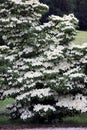 Cornus florida, flowering dogwood