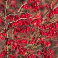 Cornus fruit .Dogwood berries are hanging on a branch of dogwood tree. Cornel, Cornelian Cherry Dogwood Royalty Free Stock Photo