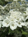 Beautiful large white flowers background