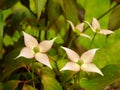 Cornus kousa Cappuccino Bracts Royalty Free Stock Photo