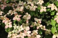 Cornus kousa, chinese dogwood flowers. Royalty Free Stock Photo