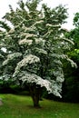 Cornus kousa chinesis Royalty Free Stock Photo