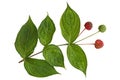 Cornus Kousa Dogwood Fruit and Leaf Royalty Free Stock Photo