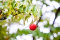 Cornus kousa, Kousa Dogwood Fruit Royalty Free Stock Photo