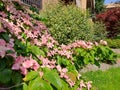 Cornus Kousa Flowering dogwood tree Royalty Free Stock Photo