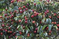 Cornus kousa with fruits, in the garden. Royalty Free Stock Photo