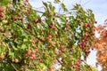 Cornus kousa fruits