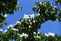 Cornus kousa Japanese flowering dogwood flowers. Royalty Free Stock Photo