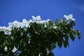Cornus kousa Japanese flowering dogwood flowers. Royalty Free Stock Photo