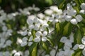 Cornus kousa ornamental and beautiful flowering shrub, bright white flowers with four petals on blooming branches Royalty Free Stock Photo