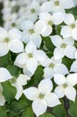 Cornus kousa ornamental and beautiful flowering shrub, bright white flowers with four petals on blooming branches Royalty Free Stock Photo