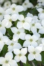 Cornus kousa ornamental and beautiful flowering shrub, bright white flowers with four petals on blooming branches Royalty Free Stock Photo