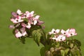 Cornus Kousa Satomi in a garden Royalty Free Stock Photo