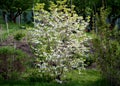 Cornus kousa shrub with white striking flowers in the garden lawn Royalty Free Stock Photo