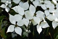 Flowers of Kousa Dogwood Tree, Cornus Kousa, Benthamidia japonica. Royalty Free Stock Photo