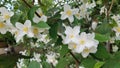 Cornus kousa white flowers Royalty Free Stock Photo